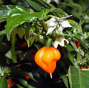 Habanero plant with fruit and flower