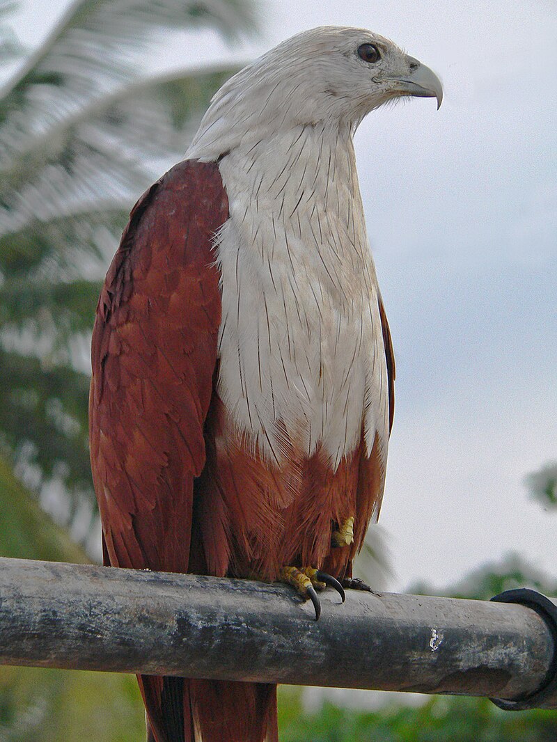 The story of Garuda | Cradle of Civilization