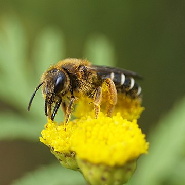 Halictus rubicundus