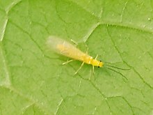 Haploperla sp.jpg