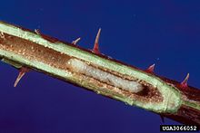 Rose stem sawfly (Hartigia trimaculata) larva in a rose stem Hartigia trimaculata larvae in rose stem (rose stem sawfly).jpg