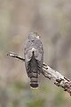 * Nomination Common hawk-cuckoo (Hierococcyx varius) back, Mudumalai National Park, India --Tagooty 02:40, 29 March 2021 (UTC) * Decline  Oppose Sorry, IMO to unsharp and too much noise. --XRay 05:06, 29 March 2021 (UTC)