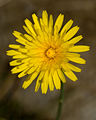 Hieracium lachenalii (Asteracea) Common hawkweed