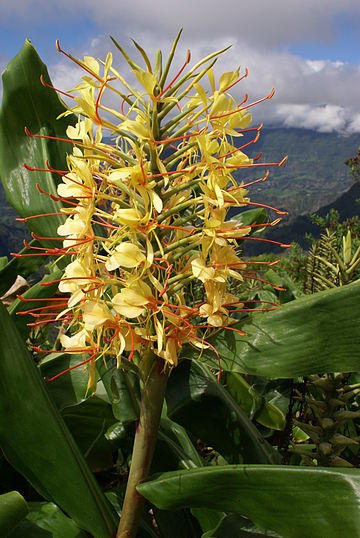 Hedychium gardnerianum à La Réunion. —  Image de qualité.