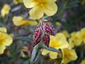 Fruktkapsel hos Helianthemum alypoides