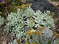 Helichrysum gossypinum