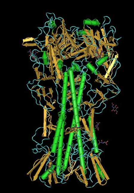 Lateral hemagglutinine