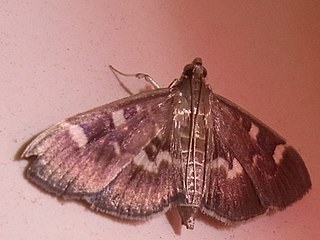 <i>Herpetogramma luctuosalis</i> species of insect