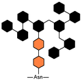 高マンノース型糖鎖。橙はN-アセチルグルコサミン、黒はマンノース。