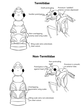 Higher vs Lower Termites.png