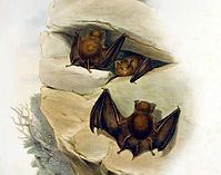 Servikal Hipposideros