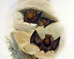 Hipposideros cervinus, kresba od Johna Goulda, FRS, Savci Austrálie, sv. III, deska 34, Londýn, 1863.