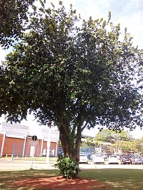 Hirtella hebeclada do Instituto de Biologia da UNICAMP