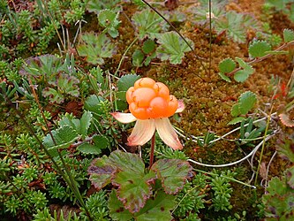 Rubus chamaemorus или арктичка малина (пуна величина: 1.600 × 1.200 *)