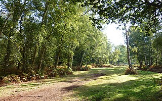 Holme Fen nature reserve and lowest point in the UK