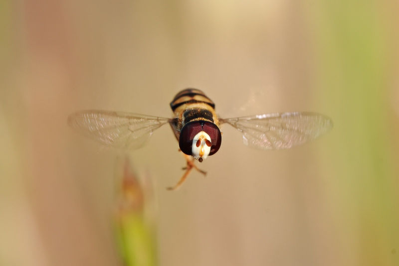 File:Hoverfly flying midair02.jpg