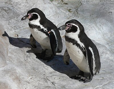 Humboldt Penguins.jpg