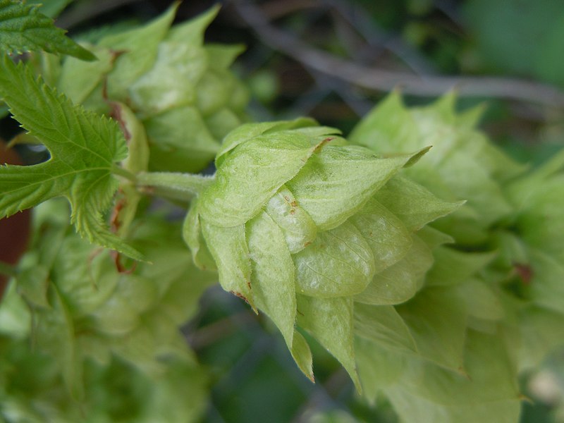 File:Humulus lupulus lupuloides (4943298920).jpg