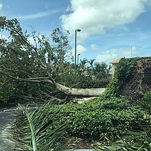 An uprooted tree at a shopping center in Boca Raton Hurricaneirmafallentree.jpg