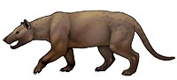 Restoration of Hyaenodon gigas, largest species of Hyaenodon. Hyaenodon gigas 2.jpg