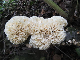 <i>Hydnopolyporus</i> Genus of fungi