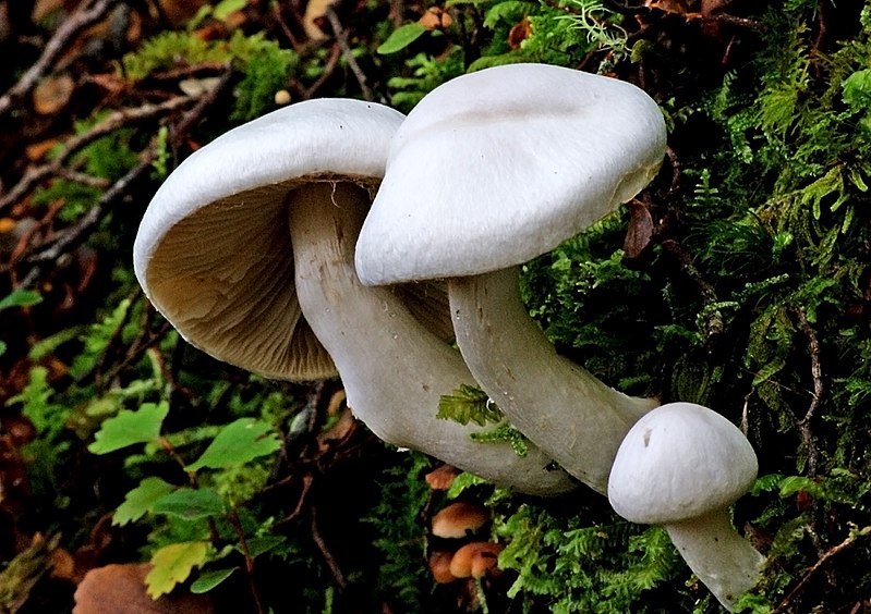 File:Hygrophorus eburneus. Woodwaxes. (12844328175).jpg