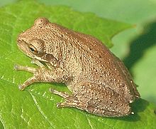 Hyla septentrionalis 2.jpg