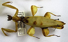 Hymenopus coronatus