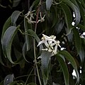 Clematis armandii