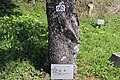 P062 疣桜 Ibozakura プレートと番号の写真