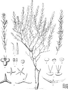 Iconographie des plantes salsolacées australiennes (1889) (20746188515).jpg