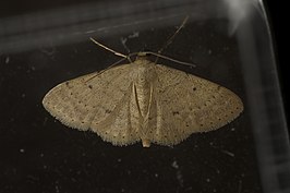 Idaea ptyonopoda