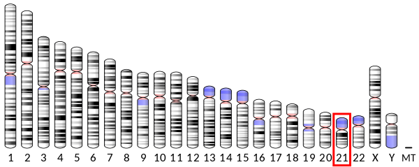 Chromosome 21 (human)