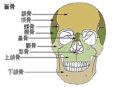 犁骨