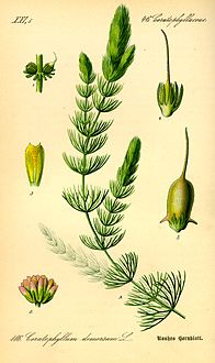 Illustration Ceratophyllum demersum0.jpg