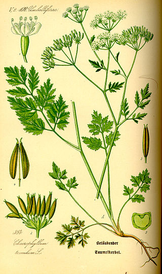 <i>Chaerophyllum temulum</i> Species of plant