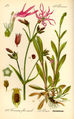 Lychnis flos-cuculi (as syn. Coronaria flos-cuculi) plate 207 in: Otto Wilhelm Thomé: Flora von Deutschland, Österreich u.d. Schweiz, Gera (1885)