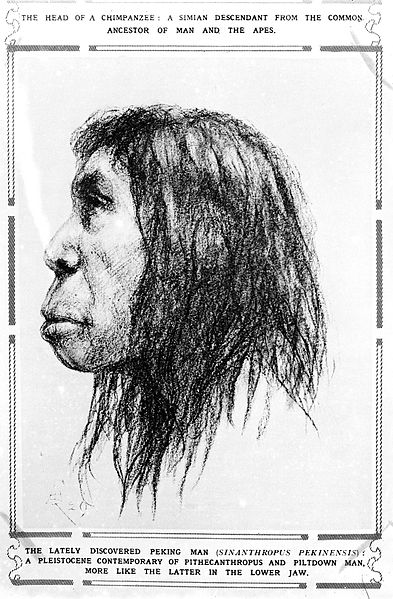 Sketch of "The Lately Discovered Peking Man" published in The Sphere
