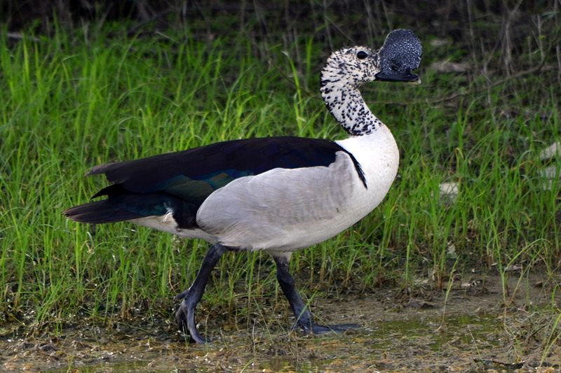 File:Indian Knob billed duck.jpg