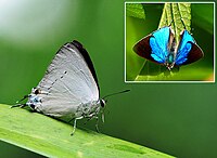 Hind tovus qiroli (Tajuria cippus cippus) Shantanu Kuveskar.jpg fotosurati