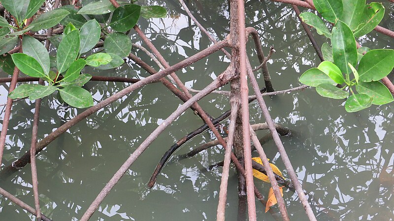 File:Indo-West Pacific Stilt Mangrove imported from iNaturalist photo 256753680 on 27 February 2024.jpg