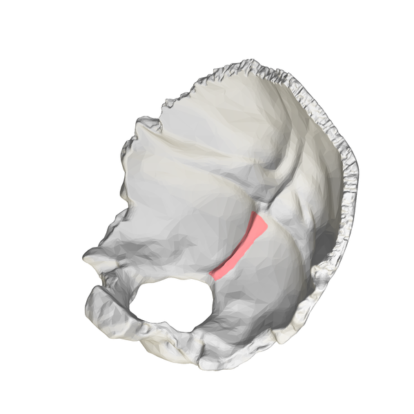 File:Internal occipital crest - close-up2.png