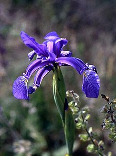 <i>Iris spuria</i> Species of plant