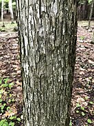 bark