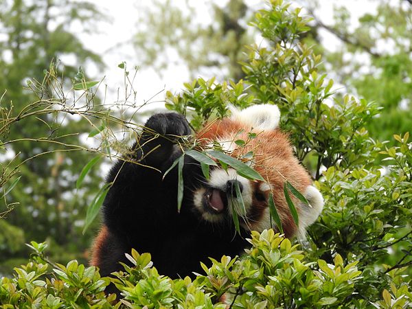 English: Animals in Ishikawa Zoo