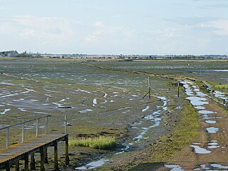 <span class="mw-page-title-main">Horsey Island</span> Tidal island in Essex, England