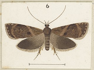 <i>Izatha austera</i> Species of moth