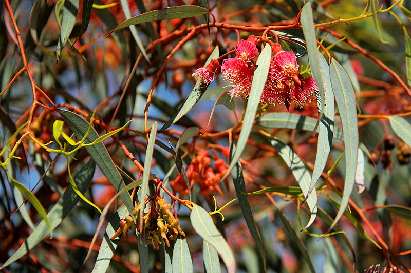 File:Jardí Botànic de Barcelona (27254461660).jpg