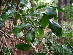 A kép leírása Jasminum simplicifolium.jpg.