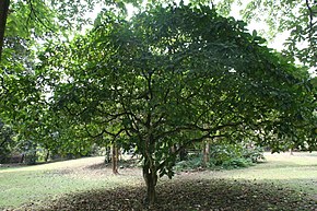 Jatropha Pandurifolia Billedbeskrivelse -05.jpg.